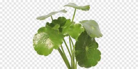 Centella asiatica - Gotu Kola