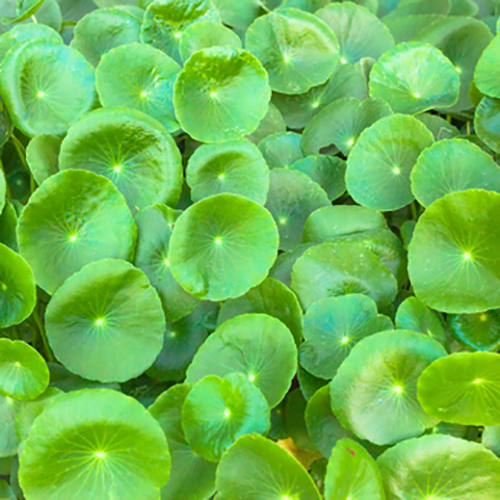 Centella asiatica - Gotu Kola - Image 2