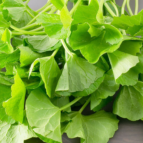 Centella asiatica - Gotu Kola - Image 3