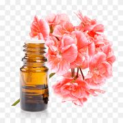 Pelargoneum graveolens - Geranium oil