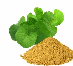 Bacopa monnieri - Brahmi