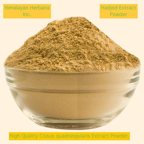 Cissus quadrangularis - Hadjod - Image 4