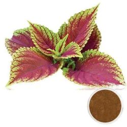 Coleus forskohlii root - Coleus