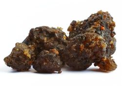 Commiphora mukul - Guggul