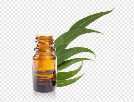Eucalyptus globulus - Eucalyptus oil