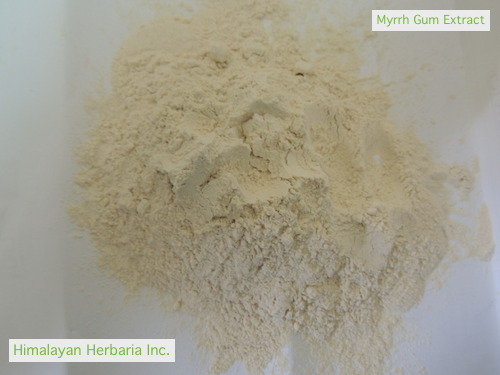 Commiphora mukul - Guggul - Image 2