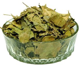 Gymnema sylvestra - Gurmar