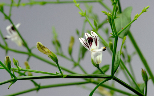 Andrographis paniculata - Kalmegh - Image 3