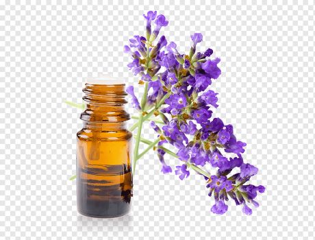 Lavandula officinalis - Levender oil