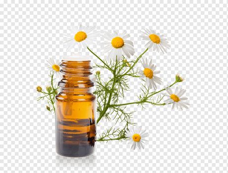 Matricaria recutita - Chamomile oil