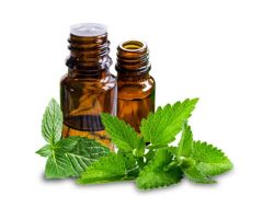 Mentha-piperita-Mentha-oil-Essential-oil-2.jpg Mentha-piperita-Mentha-oil-Essential-oil-2.jpg