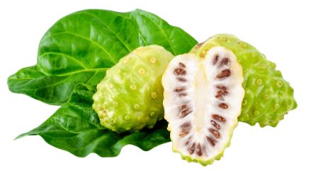 Morinda citrifolia - Noni