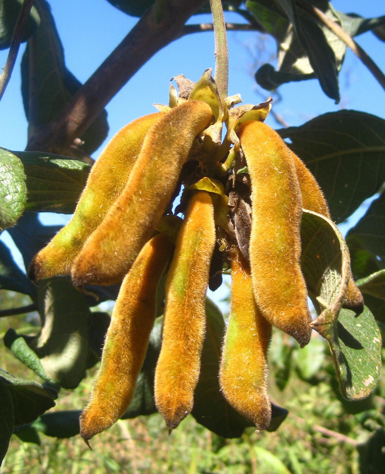 Mucuna pruriens - Kaunch - Image 2