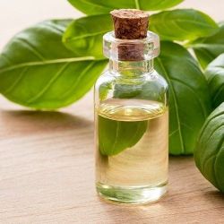 Ocimum basilicum - Basil Oil