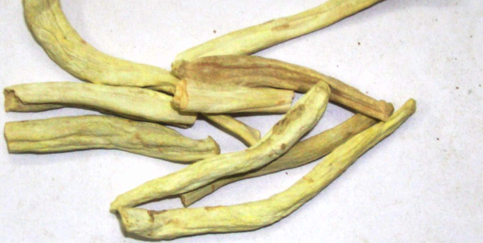 Asparagus adscendens - Safed musli - Image 3