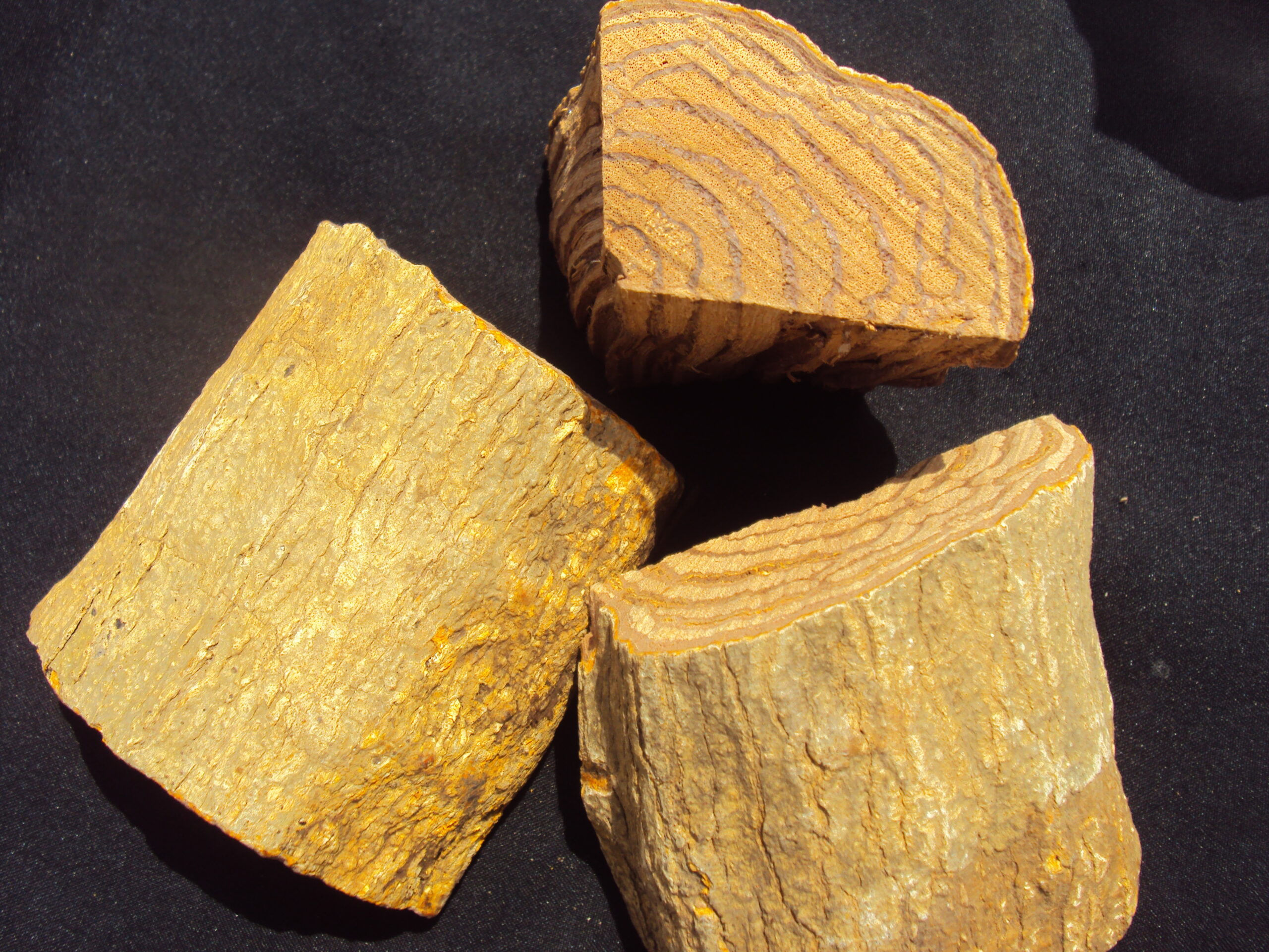 Berberis aristata - Daruhaldi - Image 2