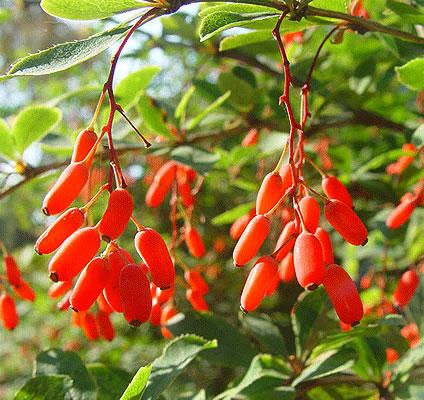 Berberis aristata - Daruhaldi - Image 3