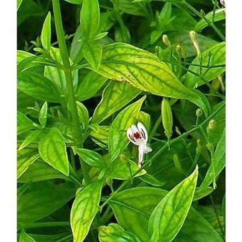 Andrographis paniculata - Kalmegh