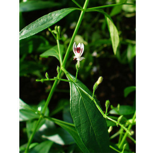 Andrographis paniculata - Kalmegh - Image 5