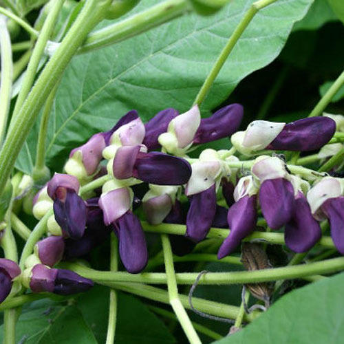 Mucuna pruriens - Kaunch - Image 3