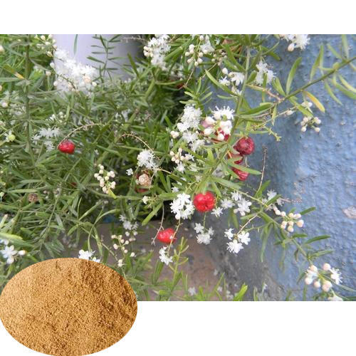 Asparagus racemosus - Shatavari root - Image 2